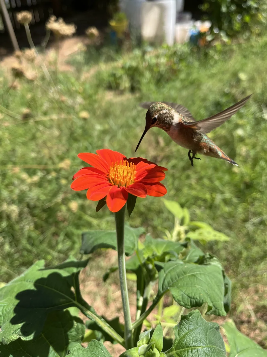 Hummingbird and a Mexican Sunflower (Tithonia rotundifolia 'Red Torch')